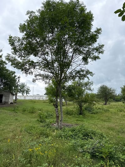 The image depicts an outdoor scene in the city of Sis, Azerbaijan. A mature tree with dark green foliage stands prominently in the foreground, its trunk split at the base. The ground is covered in lush green grass, interspersed with patches of small yellow flowers. To the left, a small, light-colored building with an open entrance is visible, with a wheelbarrow and a shovel nearby. A white wall stretches across the midground, topped with a string of lights. Beyond the wall, more trees and vegetation can be seen, along with a picnic table in the distance. The sky is overcast with heavy grey clouds. The overall impression is one of a slightly neglected rural or park-like setting.