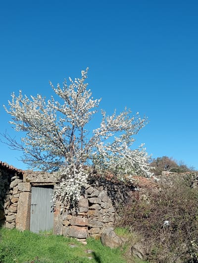 The scene depicts a rural outdoor environment in Collado del Mirón, Spain, under a clear blue sky. A deciduous tree, centrally positioned, is in full bloom with abundant white blossoms covering its branches. To the left of the tree, a structure with dry-stacked stone walls features a single, vertically ribbed, dark gray metal door secured by a metal latch and a visible padlock on its left side. Above this stone wall and to the left, a portion of a terracotta-tiled roof is visible. The immediate foreground consists of vibrant green grass, partially illuminated by direct sunlight. To the right of the stone structure and tree, a dense mass of dry, thorny, and leafless bushy vegetation occupies the midground. In the background, further stone walls and some bare trees are discernible. Shadows are cast by the blossoming tree onto the stone wall and door. No individuals, animals, or discernible actions are present in the frame.