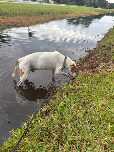 A medium-sized dog with white and tan fur stands in shallow, murky water near a grassy embankment. The dog is leashed and appears to be drinking or investigating the water. The environment suggests an outdoor setting, possibly a drainage ditch or canal, with a road and some buildings visible in the background. The grass on the bank is lush and green, with some dry brown patches mixed in. The water reflects the overcast sky, creating a muted, diffused light. The overall scene is mundane and domestic, depicting a common activity in an everyday urban landscape.