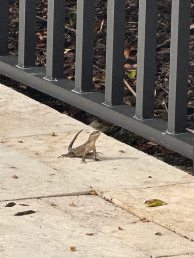 A small lizard with brown and grey scales stands on a light-colored paved surface. The lizard is facing to the left, with its head tilted upwards. The paved surface is made up of rectangular tiles. There are a few small, brown objects scattered on the pavement, which appear to be fallen leaves or debris. Behind the lizard is a dark grey metal fence with vertical posts and a horizontal railing. Beyond the fence, the ground is covered in dry leaves and some sparse vegetation. The overall scene suggests an outdoor environment, possibly a patio or walkway adjacent to a garden or natural area, located in Boca Raton, Florida.