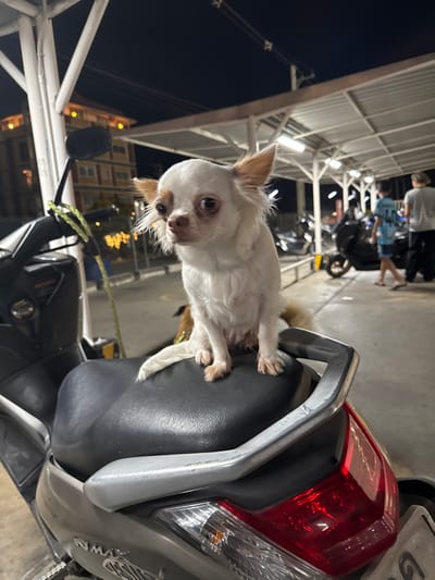 The image depicts a small, white, long-haired chihuahua-type dog seated upright on the black passenger seat of a light grey scooter. The dog has prominent dark eyes, erect ears with light brown tips, and a small brown patch above its right eye. Its white tail is partially visible behind it. Another dog, brown and white, is partially visible behind the chihuahua. The scooter, identified as potentially a Honda PCX or similar model popular in Thailand (though some design elements might resemble a Yamaha NMAX from the visible plastics), features a grey grab handle, a red tail light, and a clear turn signal lens. A neon green strap is wrapped around the scooter's left handlebar.

The scene takes place at night in what appears to be a covered outdoor parking area or thoroughfare, consistent with typical urban environments in Hua Hin, Thailand. Overhead fluorescent or LED strip lighting illuminates a white metal canopy structure supported by white pillars. In the background, multiple dark-colored motorcycles and scooters are parked. Two indistinct human figures are visible in the right background, one wearing a light blue patterned shirt and the other a light-colored shirt. A multi-story building with illuminated yellow-orange windows is visible in the far left background against the dark night sky. The ground surface is paved.