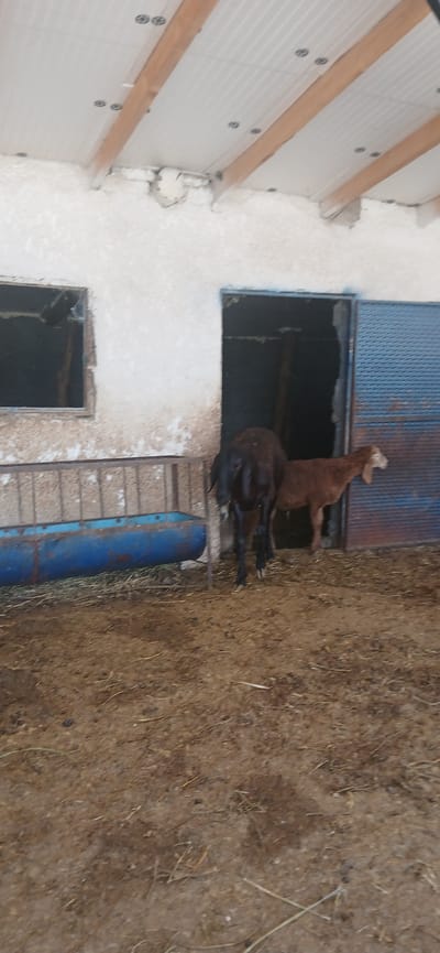 The image shows an interior view of a structure, likely a barn or animal shelter, located in the village of Mihaylovka, Kyrgyzstan. The flooring is packed dirt with scattered hay. To the left, a long, blue metal feeder trough is visible, supported by metal legs. The walls are rough, textured, and painted white. There are two dark openings in the wall, one on the left resembling a window frame with obscured glass and the other on the right, a doorway.
Within the structure, two animals are present. The larger animal, a dark brown sheep or goat, is facing away from the camera, its hindquarters visible. A smaller, lighter brown sheep or goat stands to the right of the dark animal, facing towards the right side of the frame.
The background reveals a large, corrugated metal door, partially open, on the right side of the image. The ceiling is constructed with wooden beams supporting a ribbed white material, with circular fasteners visible. The overall scene depicts a functional, rustic animal enclosure.