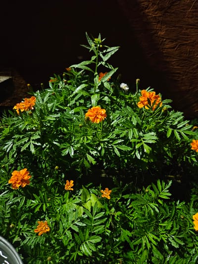This is a close-up, eye-level shot of marigolds with water droplets on their leaves and petals, suggesting recent rain. The marigolds are primarily orange, with one small white flower visible. The background is dark and out of focus, with a textured, brown surface on the right side and a darker, possibly stone or concrete object on the left. The lighting appears to be artificial, casting shadows and highlighting the water droplets. No people or specific city landmarks are visible.