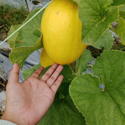 A close-up shot shows a person's hand reaching out to touch a large, bright yellow melon. The melon is partially obscured by large, green leaves, and another smaller melon is visible behind it. A thin, light green string runs across the top left portion of the image, and black plastic sheeting is visible on the ground in the background, along with some dried grass and vegetation. A gold ring is worn on the ring finger of the hand. The scene appears to be in a cultivated field, possibly a farm, in Kilometer Delapan, Indonesia.