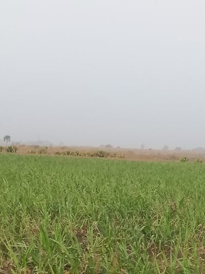 The image displays an agricultural landscape in Kerang, Nigeria, viewed under hazy atmospheric conditions. The foreground features a cultivated field of uniform, vibrant green, grass-like plants, likely young sugarcane or maize, extending across the lower portion of the frame. The plants are densely packed, with darker soil visible between rows. In the midground, a distinct horizontal band of drier, lighter brown vegetation or earth separates the green field from the distant horizon. Scattered larger green plants, possibly succulents or small bushes, are visible within this midground band. The sky, occupying the upper two-thirds of the image, is a uniform light grey, indicative of overcast conditions or significant atmospheric haze, such as fog or harmattan dust, which obscures visibility of distant features and renders the horizon indistinct. No individuals, animals, or artificial structures are discernible within the frame.