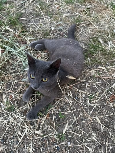A gray cat with yellow eyes is lying on the ground in Komsomolskiy, Russia. The ground is covered with dry grass and dirt. The cat is looking up at the camera.