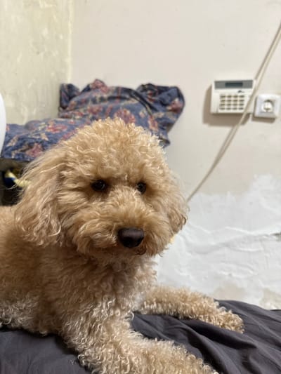 An apricot-colored poodle-type dog is positioned in a prone state on a dark grey textile surface, with its head oriented directly towards the observer. The dog exhibits curly fur, dark eyes, and a black nose. The scene is an indoor environment in Yehud Monosson, Israel. The background comprises a light-toned wall with minor surface irregularities. To the left of the dog, a crumpled blue fabric with a floral pattern is visible. To the right, a white electronic security keypad and a white electrical outlet are affixed to a light-colored wall. A thin white cable descends vertically in the vicinity of these wall fixtures. Crumpled white material occupies the lower right portion of the background.