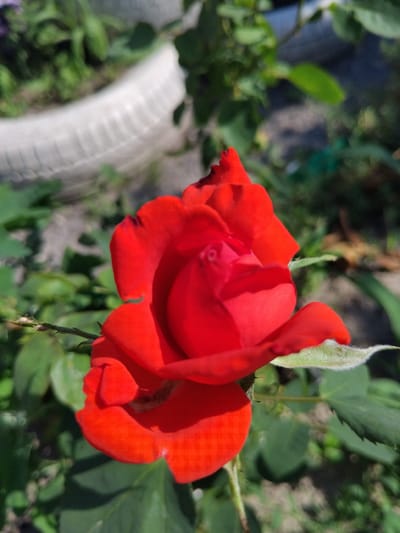 A close-up, high-angle shot features a vibrant red rose in bloom, positioned slightly off-center to the right. The rose's petals are unfurled, showcasing a deep crimson hue with subtle variations in shading. The background is softly blurred, revealing hints of green foliage, a textured white object that appears to be a pot or planter, and a patch of ground. The lighting suggests an outdoor environment, likely during daylight hours. The specific location of Bila Krynytsia, Ukraine, is not visually discernible from the image itself.