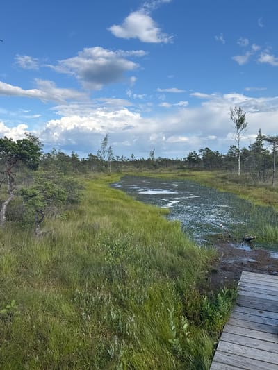 The image depicts a natural landscape in Antiņciems, Latvia, characterized by a bog environment under a partly cloudy sky. In the foreground, a wooden boardwalk leads into the scene, offering a vantage point. The bog is dominated by lush green vegetation, including tall grasses and scattered bushes. A body of dark water, reflecting the sky, snakes through the marshy terrain. In the middle ground, slender trees with sparse foliage are interspersed with denser clusters of coniferous trees forming the background tree line. The sky above is a vibrant blue, populated by scattered white cumulus clouds, some of which appear darker and more substantial, suggesting a dynamic weather system. No people are visible in the frame.