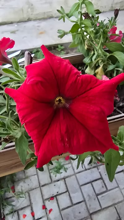 A close-up, low-angle shot focuses on a vibrant red petunia flower in full bloom, its star-shaped petals unfurling outward from a dark, yellowish-brown center. The flower's velvety texture is visible, with subtle variations in color and some water droplets scattered across its surface. Behind the prominent red flower, other green petunia leaves and stems are blurred, suggesting a garden or planter box setting. In the background, a light-colored concrete surface, possibly a wall or windowsill, is visible. The foreground shows a paved area with light gray rectangular bricks laid in a herringbone pattern, with a few scattered red petals lying on the ground. The overall scene is outdoors, with natural light illuminating the subject. The context of the city of Круглоозерное, Kazakhstan is not visually present in the image.