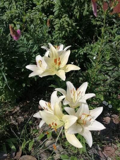 A close-up, high-angle outdoor shot features a cluster of white and pale yellow lilies in bloom. The lilies, with prominent orange stamens, are arranged in the foreground and mid-ground, interspersed with green foliage and shadowed ground cover. In the background, a dense green shrubbery forms a backdrop. A single pink flower cluster is visible on the left, and a stem with small red dots stands to the right of the lilies. The overall lighting suggests a sunny day.