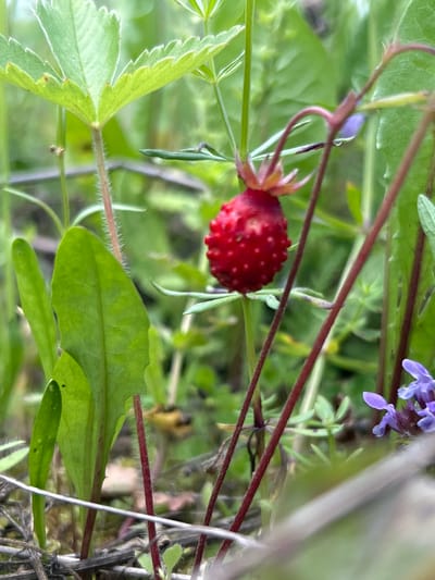The image shows a close-up of a single wild strawberry in a natural, outdoor setting. The strawberry is small, red, and appears to be ripe, with its seeds visible on the surface. It is suspended from a thin, reddish stem and surrounded by various green leaves and stems. Some of these leaves are broad and serrated, while others are thin and delicate. In the background, there are hints of other vegetation and possibly some small purple flowers. The lighting suggests an overcast or shaded day. The context provided is that this image was taken in the city of Yerzovka, Russia.
