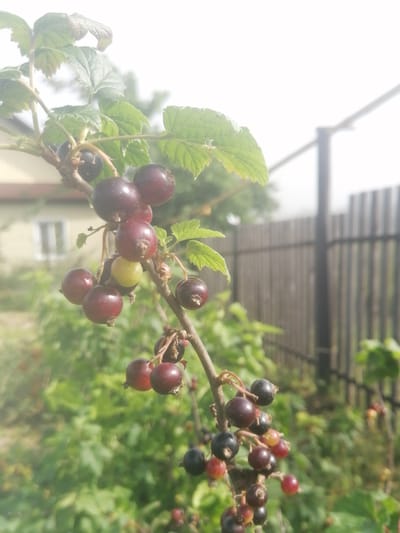 The image is a close-up, outdoor photograph of a blackcurrant bush branch laden with ripe berries. The berries are dark purple, with some appearing almost black, and a few lighter, yellowish berries are also visible. The branch has green leaves, some of which are slightly wilted. In the background, a wooden fence with vertical slats is visible, along with the blurred outlines of a building and foliage. The scene appears to be set in a garden or backyard. The lighting is bright, suggesting daytime, and there is a slight haze or overexposure in the upper portion of the image. The location is specified as Lagerevo, Russia.