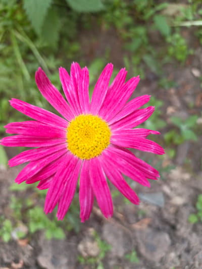 A bright pink daisy with a yellow center is in focus, occupying the majority of the frame. The daisy's petals are elongated and pointed, radiating outwards from the center. The background is blurred, showing green foliage and brown soil. The image appears to be a close-up shot of a single flower in a garden or natural setting. There is no indication of Kalachevo, Russia, nor any people, actions, or interactions.