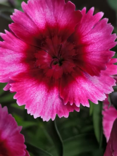 A close-up, low-angle, vertical shot shows a bright pink dianthus flower with a dark reddish-pink center. The flower's petals have serrated edges and are tinged with lighter pink and white towards the tips. The background is a soft, out-of-focus blur of green foliage and hints of other pink flowers. The image is a detail from a larger scene, likely depicting a garden or floral display in Mosėdis, Lithuania.