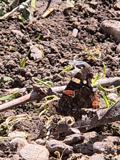 The image shows a butterfly, likely a Red Admiral based on the visible red and white markings, resting amongst dark soil, sparse green vegetation, and some twigs or small branches. The scene appears to be at ground level outdoors, probably in a garden or natural area. Location information (Mechkarevo, Bulgaria) is not discernible from the image content.