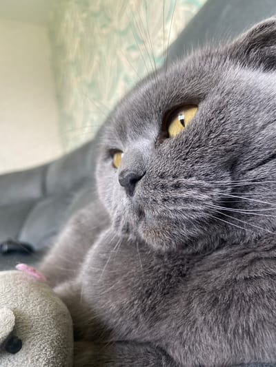A close-up, eye-level shot captures a British Shorthair cat with grey fur and yellow eyes. The cat is lying down, its head turned to the left, with a small grey stuffed toy partially visible in the lower left corner. The background shows a textured wall with a subtle pattern. The lighting suggests an indoor setting. There is no visible information linking this image to Alnashi, Russia, or any other specific location.