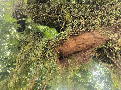 The image shows a close-up, low-angle view looking upwards into a tree canopy, likely in an outdoor setting in Bale, Indonesia. A thick, gnarled tree branch, covered in small, dense green leaves and vines, dominates the right side of the frame. The bark of the branch is rough and textured, with visible cracks and crevices. The leaves appear lush and healthy, with some areas showing lighter green or yellowish hues, suggesting sunlight filtering through. Thin, wiry tendrils hang down from the branch, adding to the sense of density and organic growth. In the background, through the foliage, bright, diffused sunlight creates a hazy, ethereal effect, hinting at an overcast sky or a very bright day. The overall impression is one of abundant, untamed nature, with the tree and its inhabitants forming a complex, layered structure. There are no people or man-made objects visible in the scene.