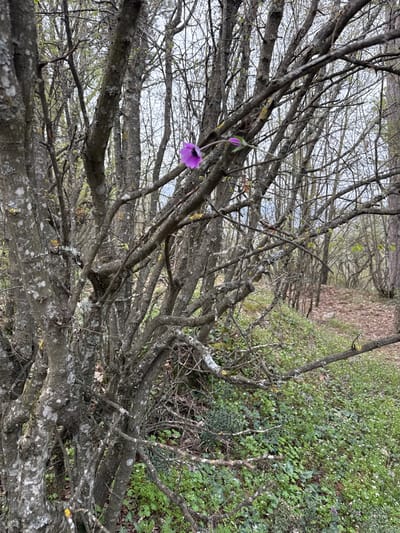 The scene depicts a wooded area near Razhdak, Bulgaria. In the foreground, a dense cluster of deciduous trees or large shrubs stands with rough, grey bark extensively covered in white and yellow lichen. Their branches are mostly bare, showing early signs of budding with sparse light green foliage. A single, prominent purple flower with five petals and a visible green stem and leaf hangs from a branch in the upper-mid right portion of the frame. The ground to the right slopes gently, covered by green groundcover interspersed with small white and light purple blossoms. A narrow, unpaved dirt path, partially covered with brown leaf litter, winds into the background on the right side, flanked by additional bare-branched trees. The background consists of a dense forest of similar trees under a pale, overcast sky, visible through the upper canopy. No individuals or specific actions are observed within the scene.
