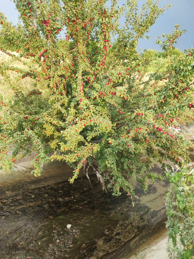 A plum tree laden with ripe red plums overhangs a shallow, clear stream in Pakhtachi, Uzbekistan. The tree's branches are heavy with fruit, their leaves a vibrant green. The stream flows over a bed of pebbles and sand, with some green algae visible. The surrounding environment appears to be rural, with dry grasses and some distant foliage. The sky is partly cloudy.