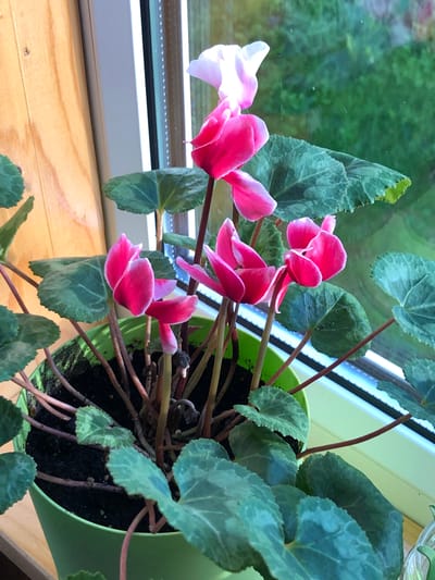 A potted cyclamen plant with vibrant pink and white flowers sits on a windowsill. The plant has dark green, heart-shaped leaves with lighter green markings. The flowers are delicate and have pointed petals. Behind the plant, a window shows a blurred green outdoor scene, likely foliage. To the left of the plant, a wooden surface is visible. The pot is a bright green plastic container. The image appears to be a close-up shot, focusing on the details of the plant and its immediate surroundings. The location is the city of Staroe Istomino, Russia.