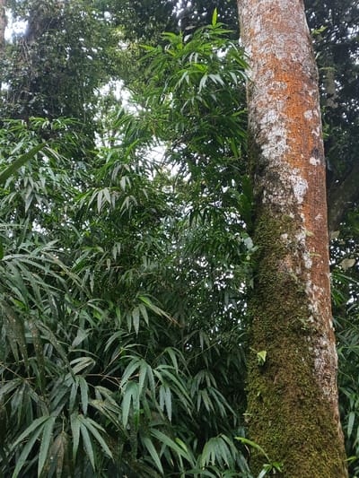 This close-up shot captures a vibrant and dense forest scene in Doongdoongnyelsa Norbooding, Bhutan, looking upwards into the tree canopy during daylight hours. A prominent, large tree trunk occupies the right side of the frame, characterized by its textured bark displaying a mix of reddish-brown, white, and dark patches. A thick layer of green moss and various smaller plants, including what appears to be a bird's nest fern, heavily encrusts the left side of the trunk, extending downwards.

The left and central parts of the image are filled with an abundance of lush, dark green foliage, primarily consisting of long, narrow, pointed leaves, resembling bamboo or a similar plant species. These leaves are densely packed, creating a rich, layered effect. Through gaps in the thick canopy, bright patches of what appears to be an overcast sky are visible, indicating diffused natural light filtering into the forest.

The setting is a natural, humid forest environment, suggested by the thriving moss and epiphytic growth on the tree trunk. No human activity, animals, or man-made objects are visible. The overall mood is serene and peaceful, highlighting the dense, untamed beauty of the woodland. There is no visible text in the image.
