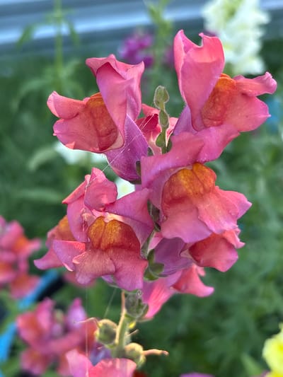 In Ворошиловка, Kazakhstan, a close-up, low-angle shot captures a cluster of pink snapdragon flowers in bloom. The flowers are in focus, with their delicate petals and inner throats, some tinged with orange. The background is softly blurred, revealing hints of other flowers and green foliage. The lighting suggests an outdoor setting during daylight hours.