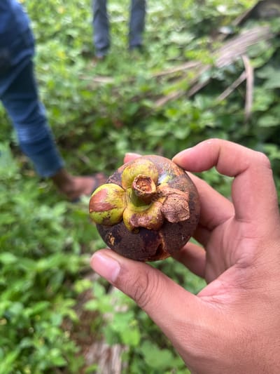 A close-up, overhead shot captures a person's hand holding a mangosteen fruit against a backdrop of lush green foliage. The mangosteen, with its deep purple rind and greenish-yellow sepals, appears ripe. The hand is positioned in the upper right quadrant of the frame, with fingers gently cupping the fruit. The setting is outdoors, suggesting a natural environment such as a garden or forest, indicated by the abundance of greenery and some blurred figures in the background. The lighting suggests it is daytime, likely bright, though no specific weather conditions are evident. The focus is primarily on the fruit and the hand, with the background softly blurred, drawing attention to the texture and detail of the mangosteen. The image conveys a sense of holding a fresh, natural product, possibly implying a harvest or a moment of appreciation for the fruit. No visible text is present in the image.