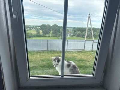 A gray and white cat is looking down from behind a window overlooking a rural landscape. The cat is positioned in the lower right quadrant of the image, with its head tilted downwards. The background visible through the window includes a grassy field, a metal fence, trees, a body of water, and power lines supported by wooden poles. The sky is cloudy. The image is taken from inside a building, with the interior window frame visible in the foreground. The location is identified as Tuishevo, Russia.