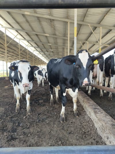 In a cowshed at the Yoav Regional Council in Israel, a black and white cow stands prominently in the foreground, its head turned towards the camera. The cow has a yellow tag on its ear with the number "3304" printed on it. Behind it, more black and white cows are visible, standing in muddy terrain within the covered structure. The shed features a metal roof supported by metal beams and columns. The overall environment appears to be a functional farm setting.