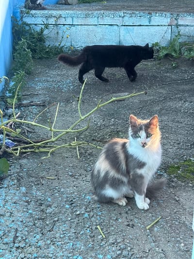 Two cats occupy a concrete space. One is black, stretched lengthwise against a blue-edged retaining wall lined with greenery. The other, a calico mix, is seated, facing forward with its tail curled around its legs. A bare, twiggy plant stands between them. The concrete is lightly mottled with blue and contains a couple of small, broken twigs. Moss grows in patches.