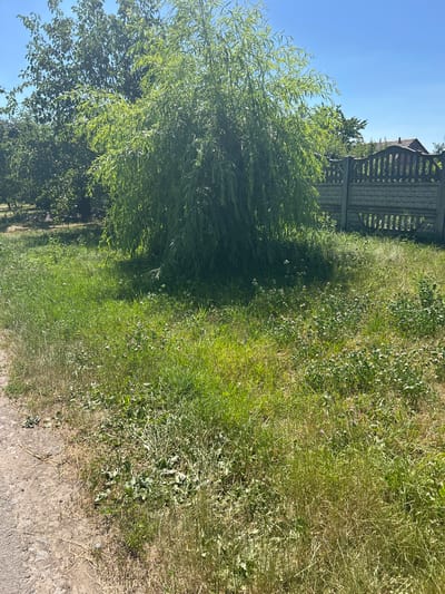 The media file depicts an outdoor scene with lush green vegetation under a clear blue sky. In the foreground, a path or unpaved area runs alongside a dense growth of grass and weeds, some of which are flowering with small purple blossoms. To the left, a large tree with drooping branches, likely a willow, dominates the midground, casting a shadow on the grassy area. Further in the background, a wooden fence is visible, suggesting a boundary or enclosure. The overall impression is one of a rural or natural setting on a sunny day. The time of day appears to be daytime, likely late morning or afternoon, given the bright sunlight and the shadows cast by the trees. The weather is clear and sunny. There is no visible text in the media file.