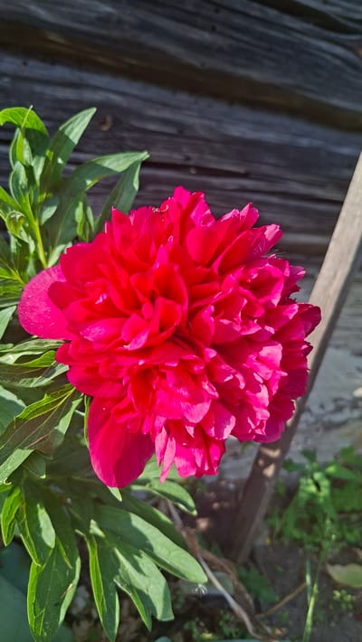 The image shows a close-up of a vibrant red peony in bloom, set against a backdrop of weathered wooden planks and surrounding greenery. The peony is the focal point, with its numerous layered petals tightly packed together. The leaves of the plant are a deep green and provide a contrast to the bright flower. The wooden planks appear old and weathered, suggesting an outdoor setting, possibly a garden in Сваткаўскі сельскі Савет, Belarus. The environment hints at natural sunlight, creating highlights and shadows on the flower and wooden surface.