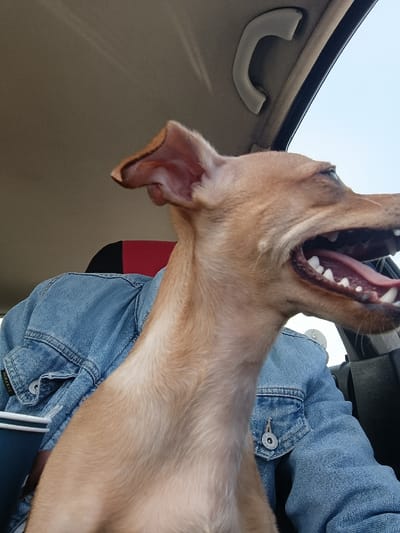 A tan-colored dog is positioned in the front passenger compartment of a vehicle in Belokopitovo, Bulgaria. The dog's mouth is wide open, revealing its tongue and teeth, indicative of panting or an excited vocalization. Its head is turned towards the vehicle's right side, looking out a window at a clear blue sky. Behind the dog, the upper torso and left arm of a person wearing a blue denim jacket are visible. A white and blue disposable cup rests against the person's side. The vehicle's interior features a light-colored headliner and a gray overhead grab handle. A red and black headrest is partially visible behind the dog's neck.