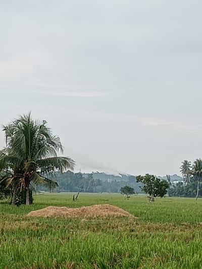 An outdoor, slightly hazy, vertical, full shot captures a rural landscape at an indeterminate time of day. The foreground is dominated by a field of green grass, with a mound of light brown straw or hay situated in the lower left quadrant. To the left, a tall palm tree with green fronds stands prominently. In the mid-ground, more green fields are visible, interspersed with scattered trees. Further in the background, a line of trees and hills forms a darker silhouette against the sky, and a plume of white smoke rises from behind them, suggesting industrial activity or controlled burning. The sky is overcast and pale grey. The scene appears to be located in Kruengmanyang, Indonesia, given the presence of palm trees and the general lush, tropical vegetation. There are no people or animals visible in the image.