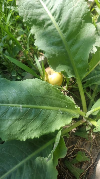 A close-up shot of lush green vegetation, with a fallen yellow apple nestled amongst the leaves. The scene is set outdoors, likely in a garden or natural area, with the soil and dry plant debris visible in the lower right portion of the frame. The lighting suggests it is daytime. The image shows a focus on the textures and details of the plant life, with sunlight casting shadows and highlighting the veins of the leaves. There are no people or animals visible. The location is identified as Uzynagash, Kazakhstan.