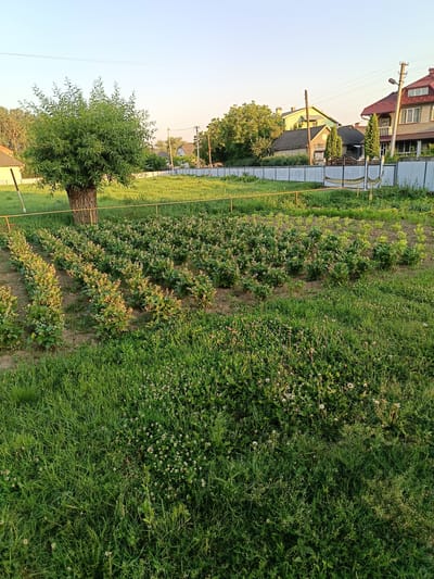 This media file captures an outdoor scene in Novoselytsia, Ukraine, likely during the late afternoon or early evening due to the warm, soft lighting and long shadows. The weather appears clear and pleasant, with a bright, pale blue sky overhead.
The primary subject of the image is a lush, well-maintained garden with rows of low-lying green plants, possibly vegetable or berry bushes, in various stages of growth. Some of these plants have small white or pale pink blossoms. A mature tree with a thick, textured trunk and a full, leafy canopy stands prominently to the left of the garden, casting a shadow. The garden is bordered by a low yellow fence.
In the background, several houses with distinctive architecture are visible, suggesting a suburban or rural residential area. One house has a red tiled roof and a prominent balcony, while others are painted in lighter colors. A light-colored metal fence runs along the property line, separating the garden from the houses. A street lamp is also visible near one of the houses. The ground is covered in thick, green grass, with some patches of clover and other small wildflowers, indicating a well-kept outdoor space. The overall impression is one of a peaceful, idyllic rural setting on a calm day. There is no visible text in the image.