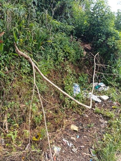 The image displays a densely vegetated hillside or embankment in Meilangtlang, Myanmar, under bright daylight. The scene is dominated by a variety of lush green foliage, including bushes, smaller plants, and some taller, reedy growths, covering the sloping terrain.

A prominent feature is a large, light brown fallen tree branch or thick woody vine, which extends diagonally from the upper-left to the lower-right of the frame, with several smaller branches branching off it.

Scattered on the ground at the base of the slope and partially obscured by the vegetation is a collection of human-generated waste and debris. This includes crumpled blue and white plastic bags, other pieces of fabric or plastic, and general litter. A yellow plastic item is visible in the lower-left quadrant. The presence of trash suggests an unmaintained area, possibly used for informal waste disposal. The overall impression is one of natural landscape impacted by environmental neglect. No people are visible, and there is no discernible text in the image.