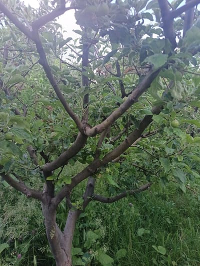 An outdoor, ground-level medium shot captures a young apple tree with several small, green apples. The tree's branches, some bare and others covered in green leaves, extend across the frame. The trunk bifurcates near the base into two main stems. Behind the tree, dense green grass and foliage form a verdant backdrop, with hints of pale sky visible through the leaves overhead. The scene is likely located in the city of Nor Geghi, Armenia.