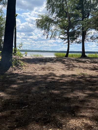 A serene lakefront scene unfolds under a partly cloudy sky. In the foreground, dark, sandy ground is dappled with shadows cast by unseen trees, with scattered pinecones and debris. A large, dark tree trunk dominates the left side of the frame, its bark rough and textured. To the right, the trunks of several other trees, some slender and others more robust, rise towards the sky, their leaves a vibrant green.

Beyond the immediate foreground, a narrow strip of sandy shore leads to a calm body of water. The water reflects the sky, creating a soft, shimmering surface. Along the water's edge, tall, green reeds sway gently. In the middle distance, a lone figure, wearing what appears to be a light-colored top and dark shorts, stands near the water's edge. The background reveals a distant treeline, a dense expanse of green foliage bordering the horizon. The overall atmosphere is one of peaceful natural beauty.