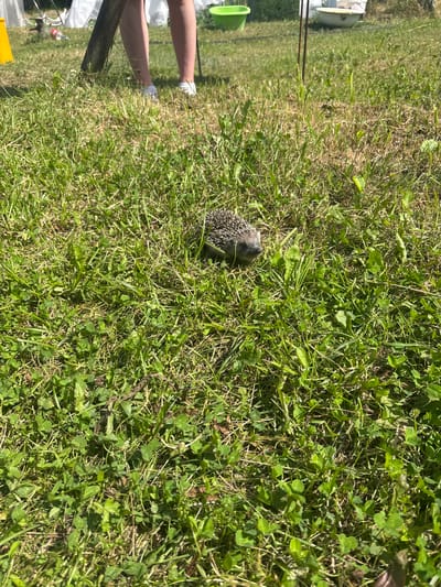 A hedgehog is on a grassy lawn. The hedgehog is small and appears to be curled up. The grass is green and there are some clover leaves mixed in. In the background, a person's legs are visible, wearing white sneakers. The scene is lit by sunlight, suggesting it is daytime. The location is Цярэшкавіцкі сельскі Савет, Belarus.