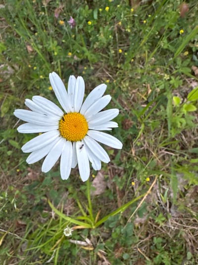 An overhead, medium shot captures a single white daisy with a yellow center. The daisy is the primary subject and occupies the left side of the frame. Two ants are visible on the daisy's white petals. The background consists of a dense, green grassy area with scattered small yellow and purple wildflowers. The overall scene suggests a natural outdoor environment, possibly in a meadow or park. The location is identified as Lisnyky, Ukraine.