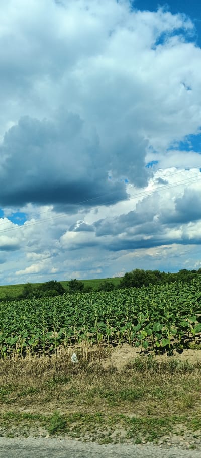 The image shows a vast field of young sunflower plants under a dramatic cloudy sky. The field is densely packed with rows of green plants, their leaves upturned as if reaching for the sun. In the background, rolling hills covered with lush green trees create a natural horizon. The sky is a dynamic canvas of bright blue patches interspersed with large, dark, and white cumulus clouds, suggesting an impending weather change. A few power lines are visible, stretched horizontally across the sky, indicating the proximity of human infrastructure to this rural landscape. The foreground of the image shows a patch of dry grass and gravel, suggesting the edge of a road or pathway. The scene is typical of a rural area in the city of Kholodnyans'ke, Ukraine, known for its agricultural land and expansive fields. There are no people or animals visible in the image.
