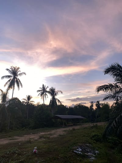 The image depicts a tropical landscape in Seuneubok Teungoh, Indonesia. The sky is a blend of pale blue and pink hues, suggestive of either dawn or dusk, with wispy clouds. Palm trees are silhouetted against the bright sky, their fronds reaching towards the top of the frame. The vegetation is dense and green, bordering a dirt path or road. There is a simple structure, possibly a shelter or shed, along the path. Litter, including what appears to be a discarded container, is visible on the ground near the edge of the path.