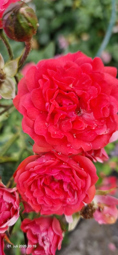 The image shows a close-up of two vibrant red roses in bloom, with a few other pink roses visible in the background. Water droplets are scattered across the petals of the red roses, suggesting recent rain or watering. The roses are part of a garden setting, with blurred green foliage and hints of other flowers in the background. The focus is sharp on the intricate layers of the rose petals, highlighting their delicate texture and rich color. A small, unopened rosebud is also visible on the left side of the frame, alongside a thorny stem. The overall mood is serene and natural, with a touch of freshness from the water droplets. The text "01. Juli 2026 20:19" is overlaid on the right side of the image, indicating the date and time the photo was taken. The location context suggests this scene is from Hummeltal, Germany.