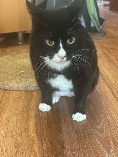 A medium shot captures a black and white cat with yellow eyes and a pink nose sitting on a wooden floor. The cat's fur is predominantly black with white markings on its chest, paws, and face. It is looking directly at the camera with its ears perked up. In the background, a portion of a beige piece of furniture is visible on the left, and a blurred green backpack is on the right. The floor appears to be made of polished wood planks with a visible grain. The image is taken indoors, possibly in a residential setting. The location is not specified as being in the city of Kuril'sk, Russia.
