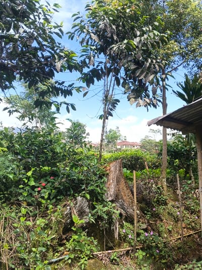 A lush, overgrown landscape features various plants and trees under a bright, blue sky. A large tree stump dominates the foreground, surrounded by verdant foliage and small pink flowers. In the distance, a residential building is visible through the trees. To the right, a portion of a weathered structure suggests a shed or simple shelter. The overall scene is one of natural beauty and rustic charm.