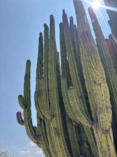 The image shows a cluster of saguaro cacti against a clear blue sky in Tehuixtla, Mexico. The cacti are viewed from below, emphasizing their height and structure. Sunlight is visible in the upper left corner. The cacti are green with visible ridges and spines.