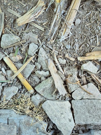 The image shows a close-up, overhead view of the ground in Sadina, Bulgaria. The ground is covered with a mixture of dry, broken plant material, predominantly straw or stalks, and small to medium-sized grey stones. Some of the plant material appears to be split or frayed, suggesting it is weathered or broken. There are also larger, flat grey stones, some of which appear to be paving stones, at the bottom of the frame. The overall scene is one of natural debris accumulated on the ground. No people or animals are visible.