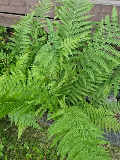 A close-up, eye-level, outdoor shot shows a cluster of vibrant green ferns with finely-divided fronds. The ferns are lush and dense, with some fronds overlapping others. In the background, horizontal wooden planks form a fence, and below the ferns, there is a patch of dry grass and a gray, rocky border. The scene appears to be a garden or natural area in Mäntsälä, Finland. There are no people or animals visible in the image.